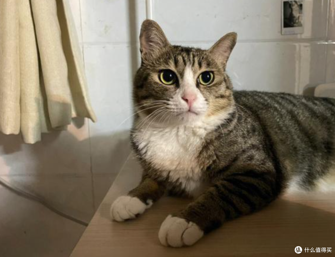 我家猫太懂过日子了,比普通人更会享受生活