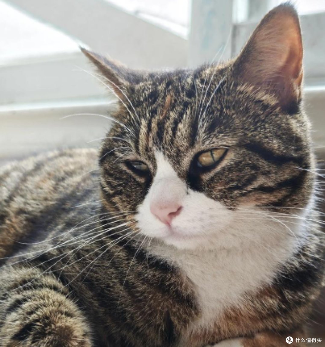 别人家猫调皮捣蛋,我家猫主打一个会生活