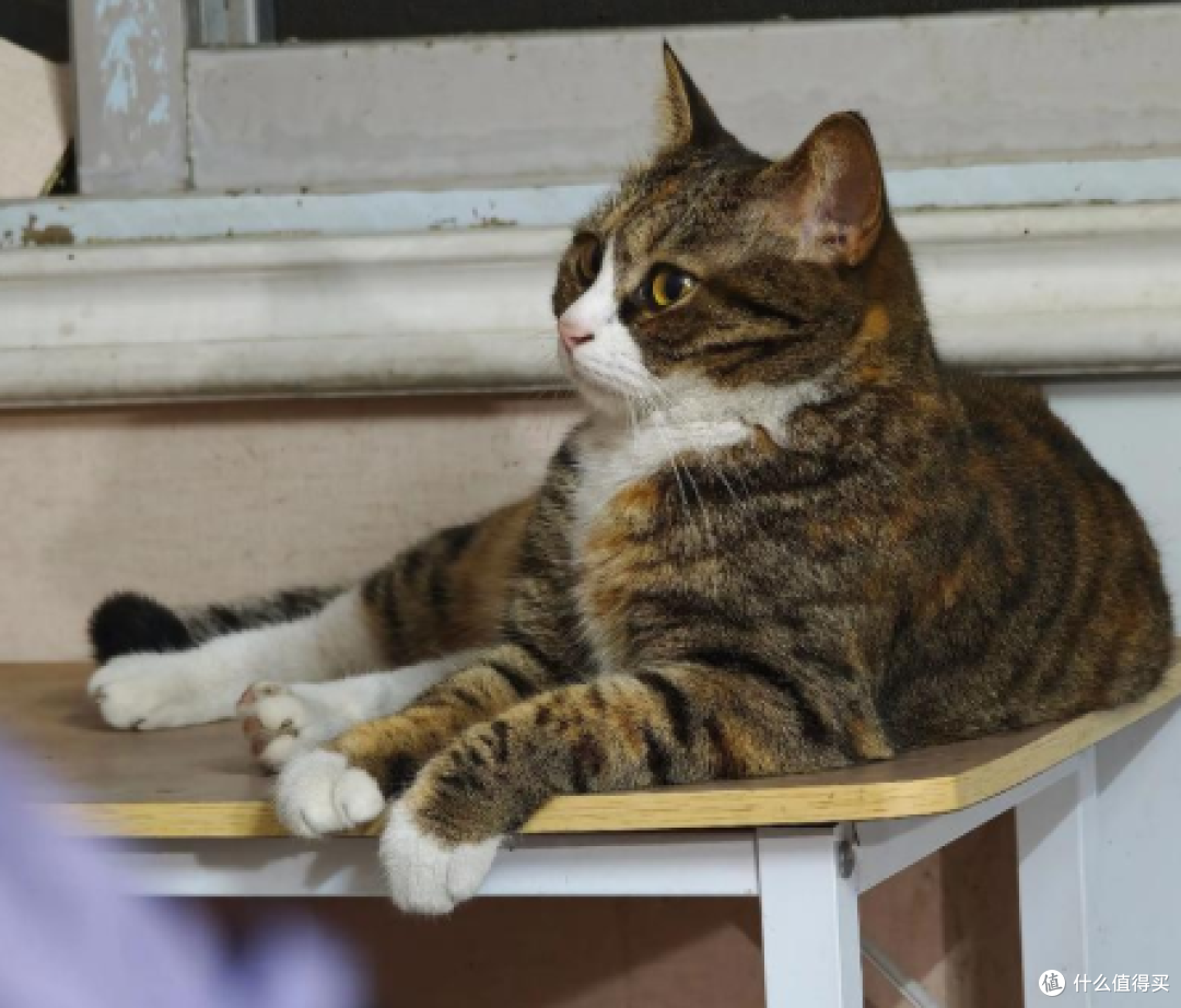 别人家猫调皮捣蛋,我家猫主打一个会生活
