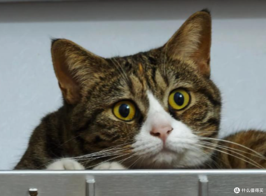 别人家猫调皮捣蛋,我家猫主打一个会生活
