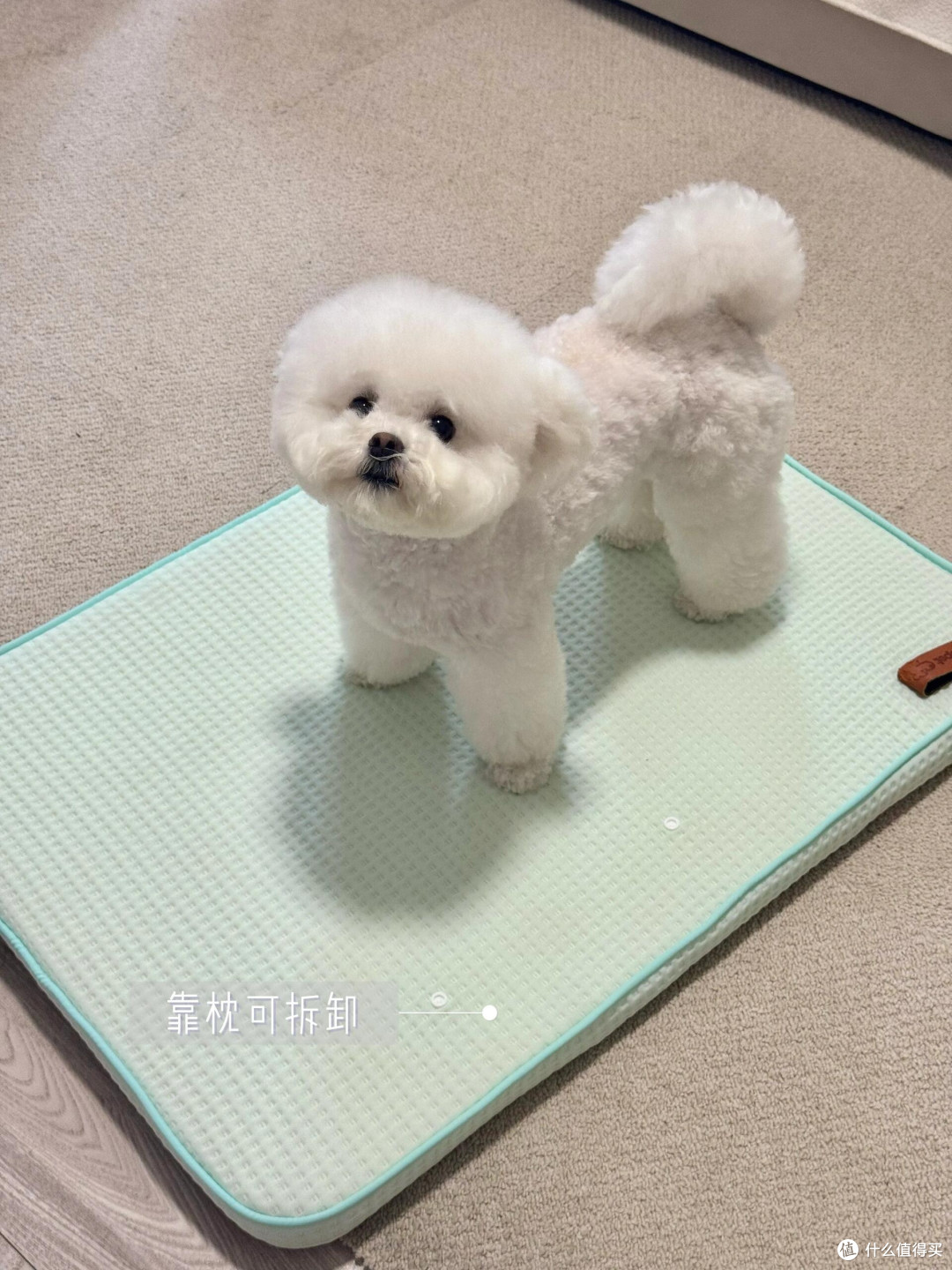 宠物夏季消暑的科学方法