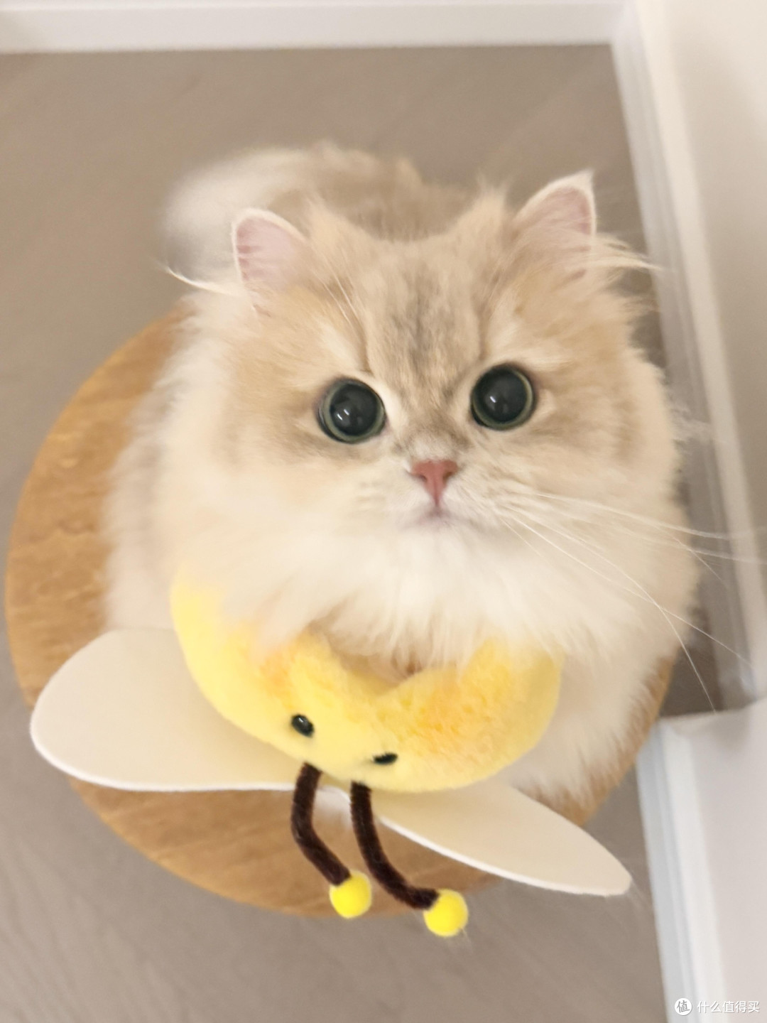 专属餐具守护猫咪健康
