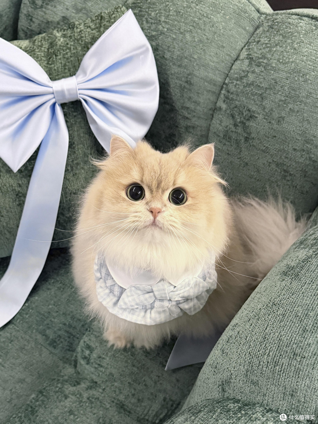 专属餐具守护猫咪健康