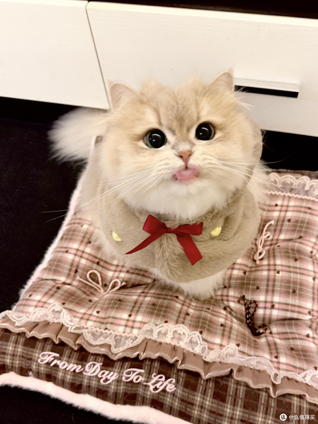 专属餐具守护猫咪健康