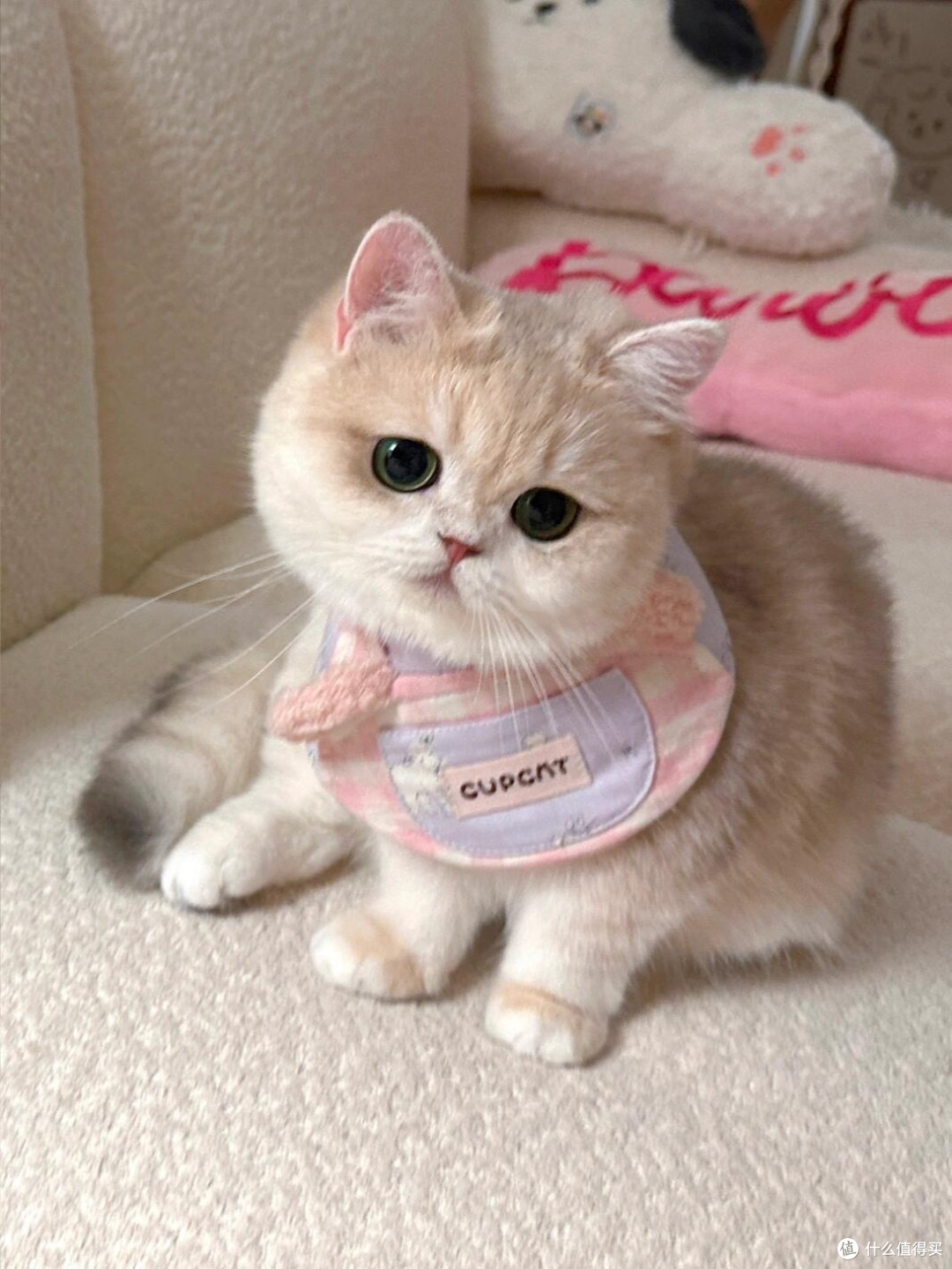 精细化养猫：专属餐具与定制玩具