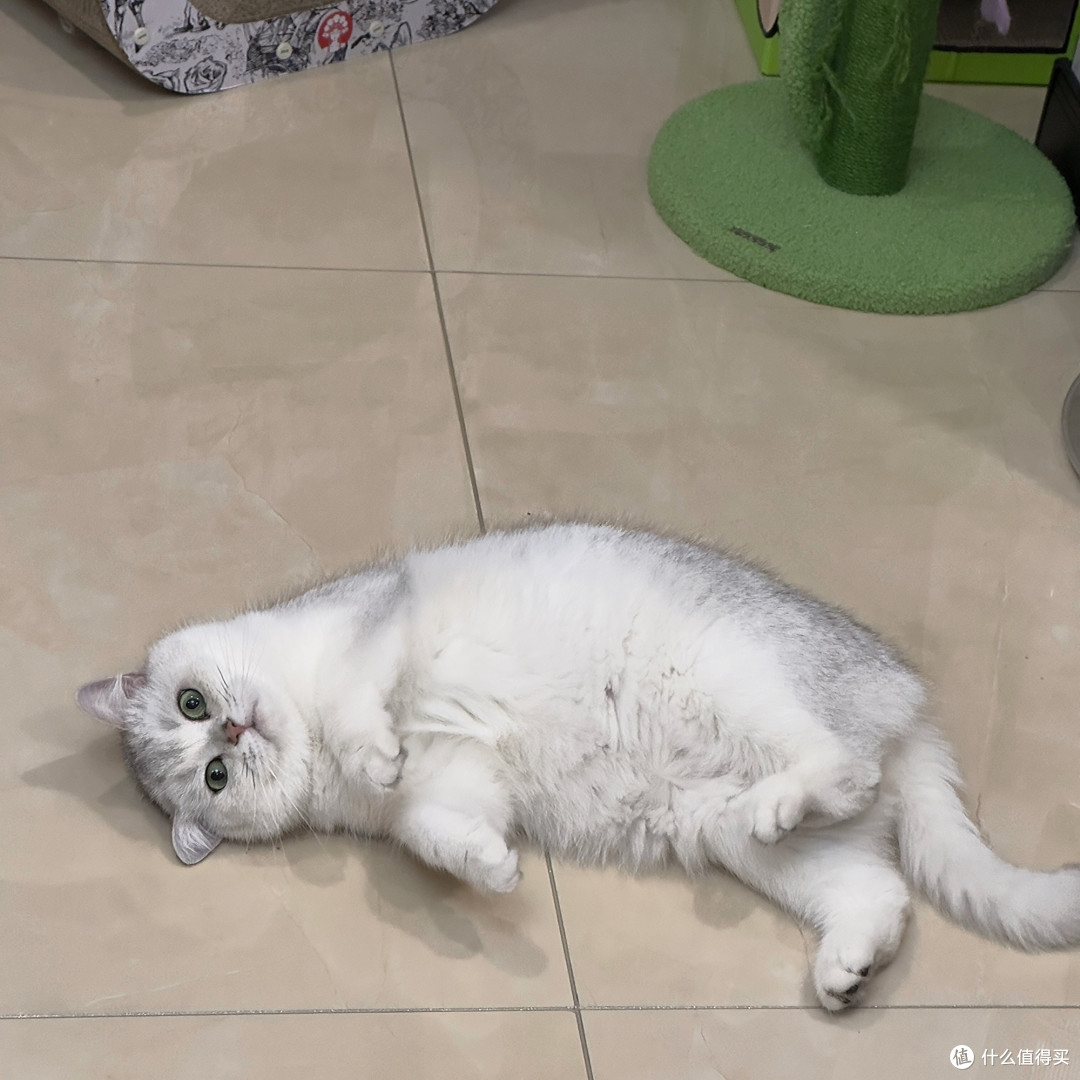 猫咪好物清单:健康与快乐的秘诀