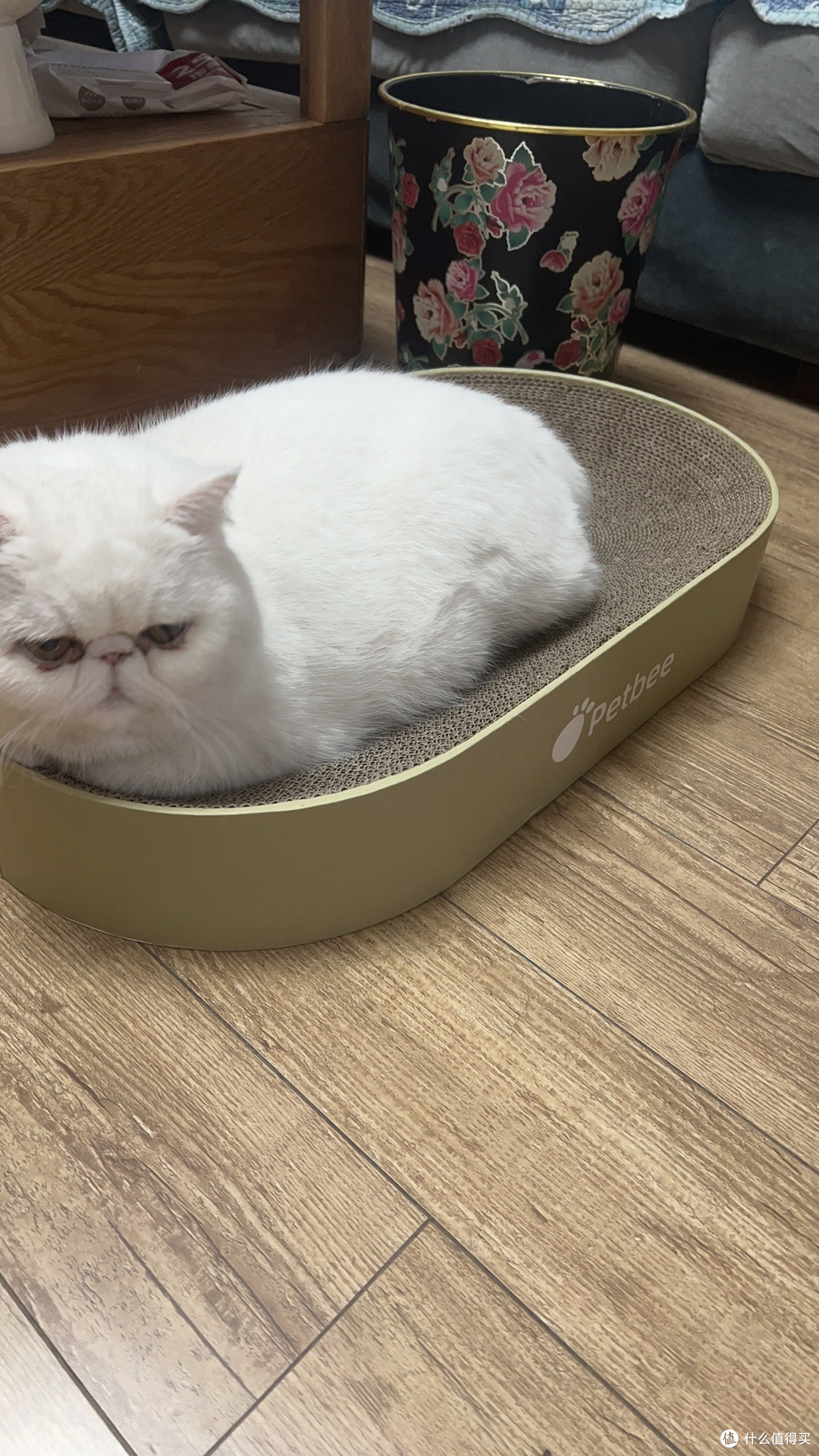 猫咪好物清单:健康与快乐的秘诀