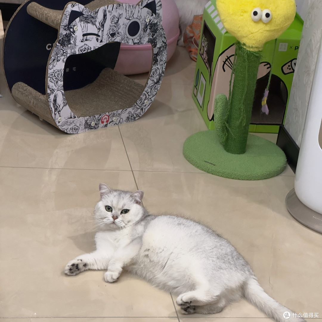 猫咪好物清单:健康与快乐的秘诀