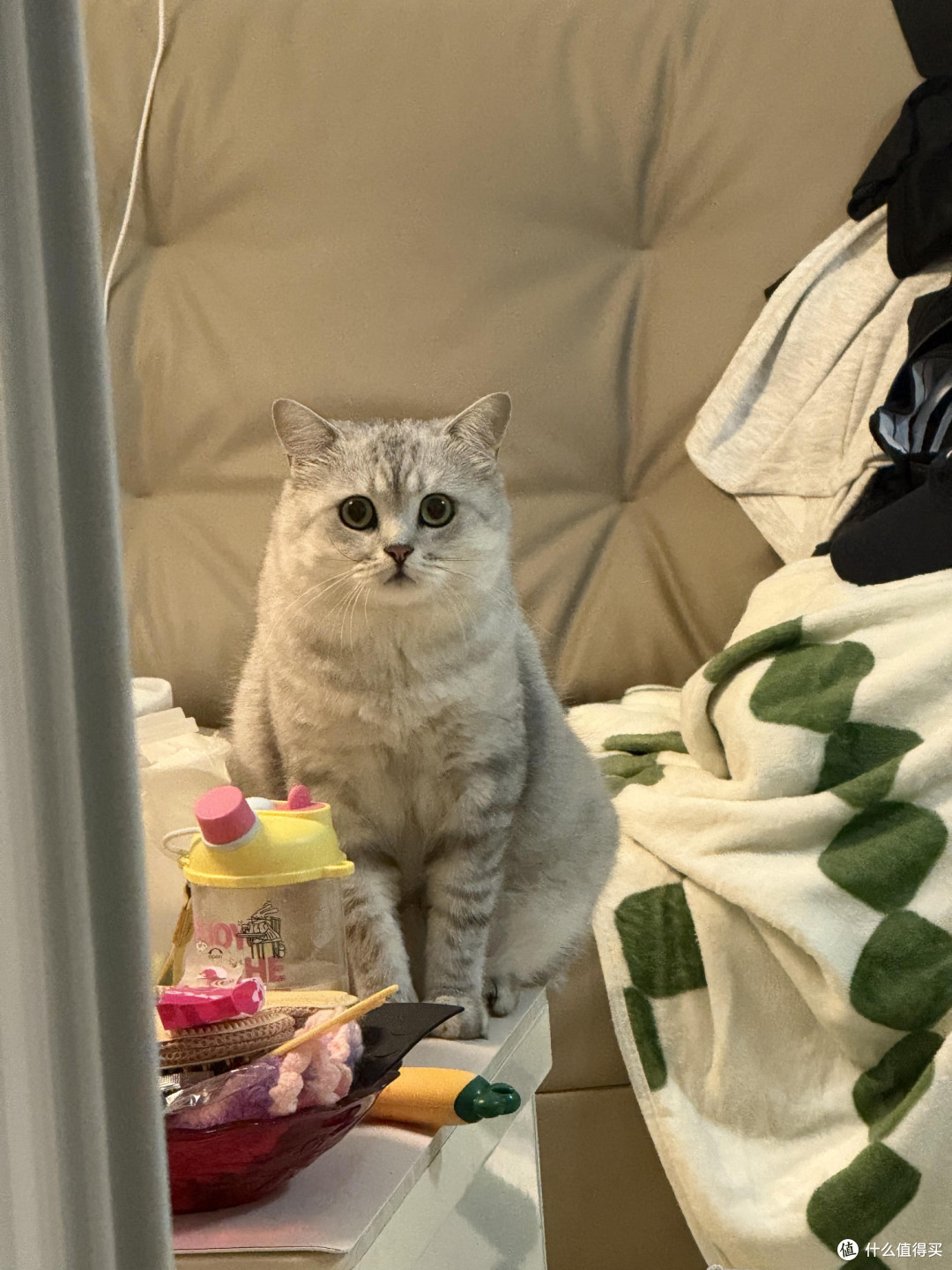 专属餐具与固定作息养猫心得