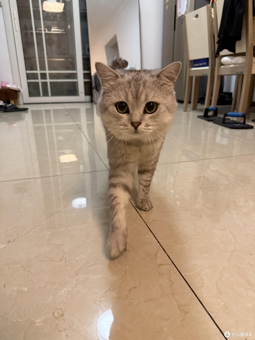 专属餐具与固定作息养猫心得