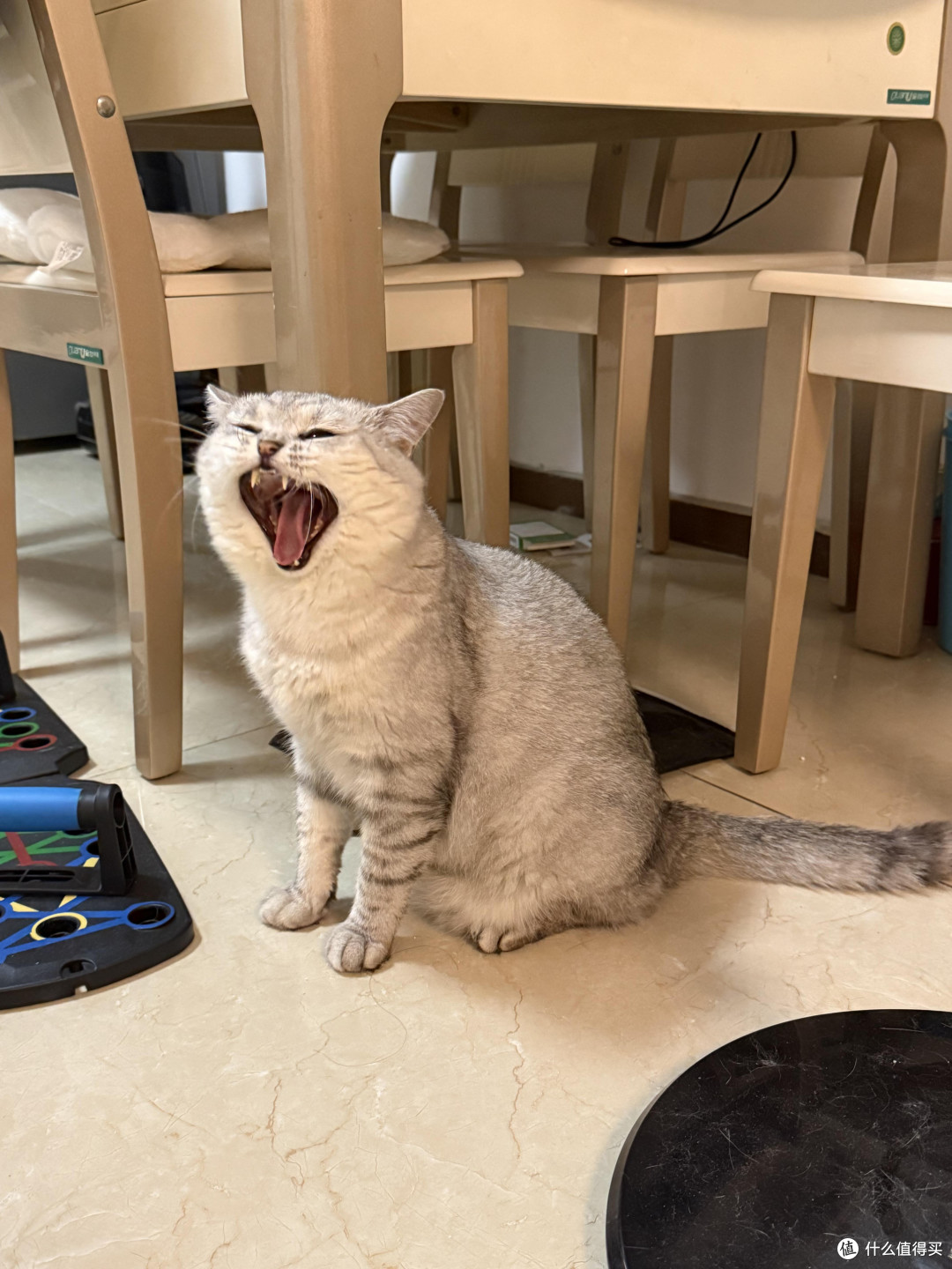 专属餐具与固定作息养猫心得
