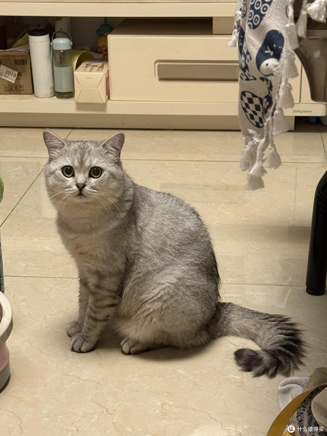 专属餐具与固定作息养猫心得