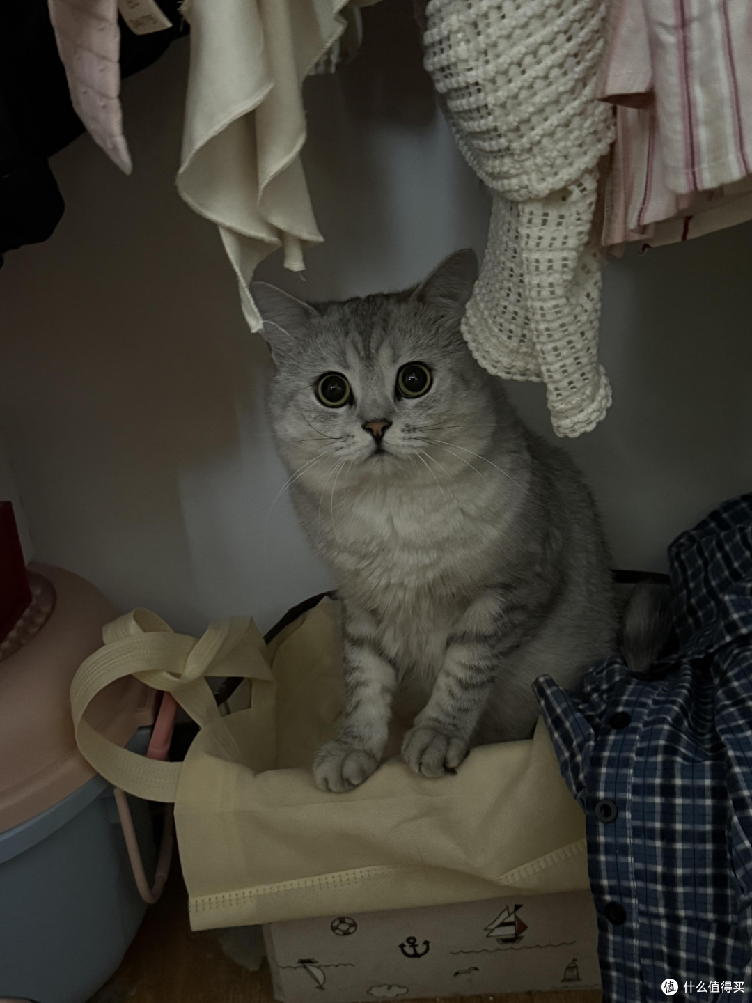 专属餐具与固定作息养猫心得