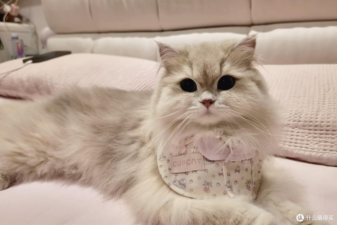 精细化养猫：从饮食到作息的全面管理