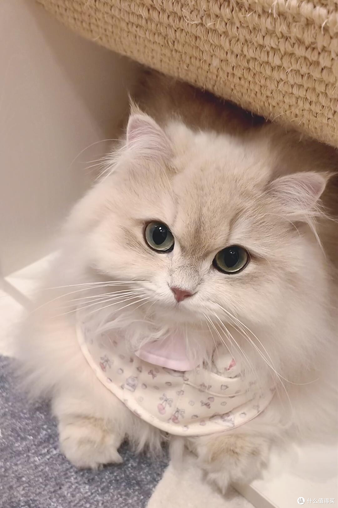 精细化养猫：从饮食到作息的全面管理