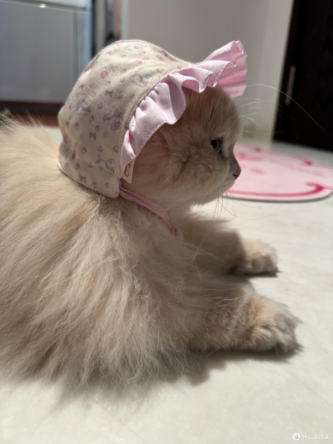 精细化养猫：从饮食到作息的全面管理