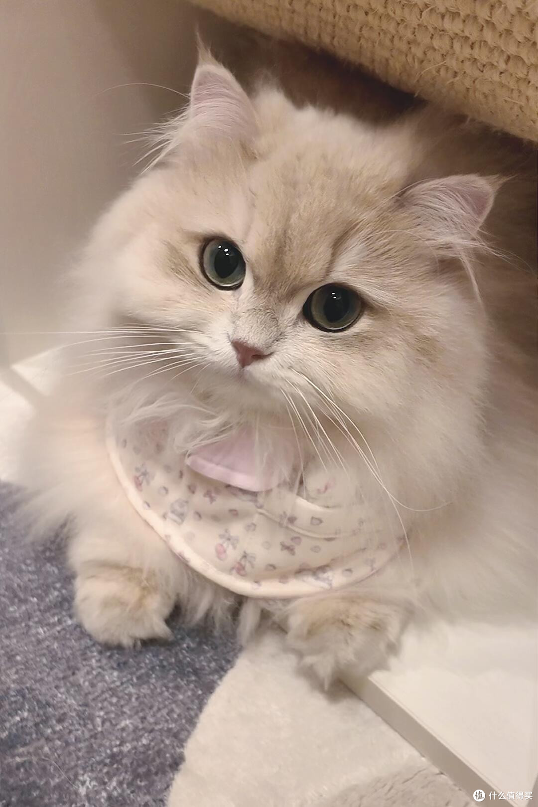 精细化养猫：从饮食到作息的全面管理