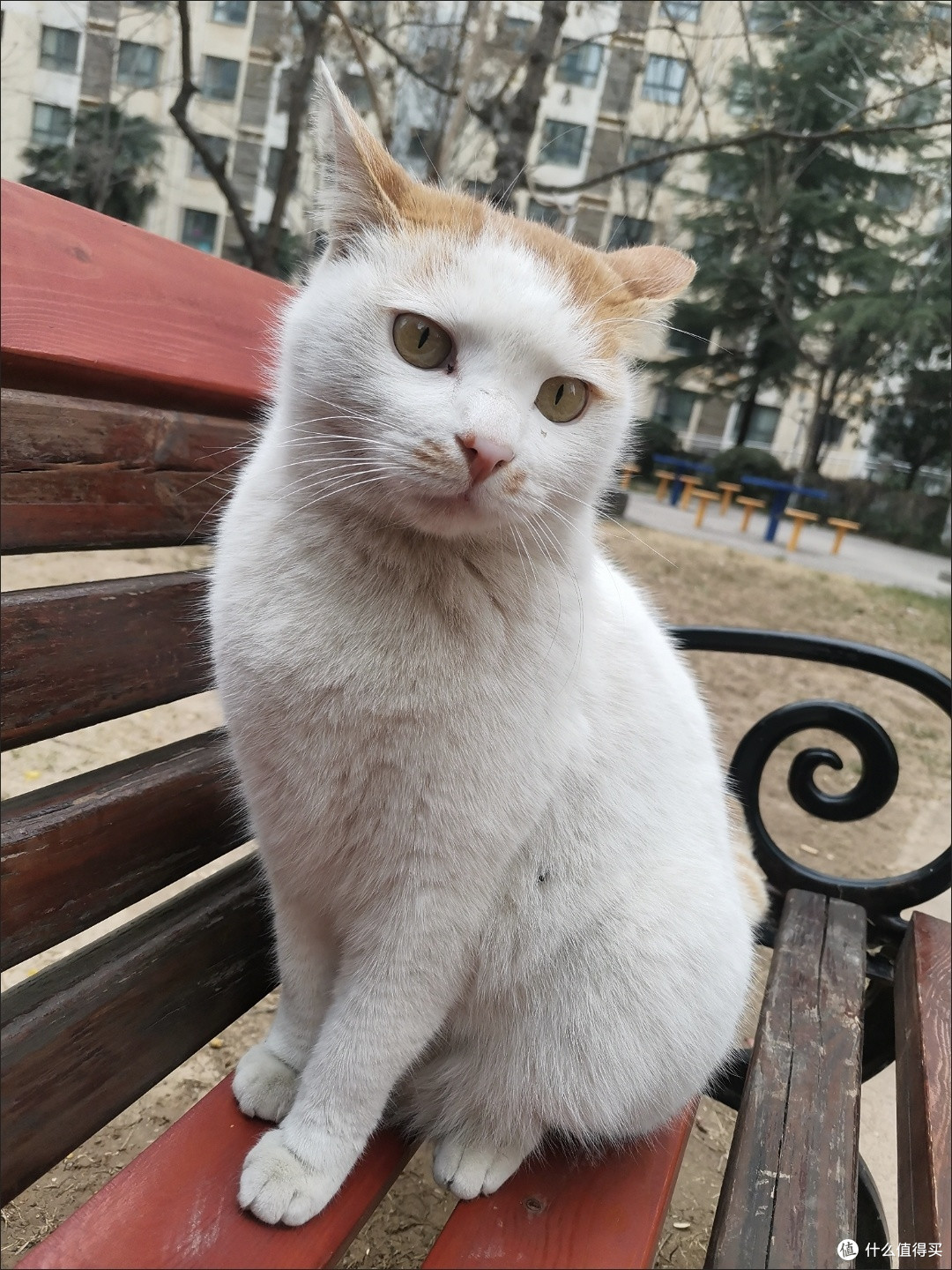 主打一个会享受！我家猫咪日子过得比我还精致