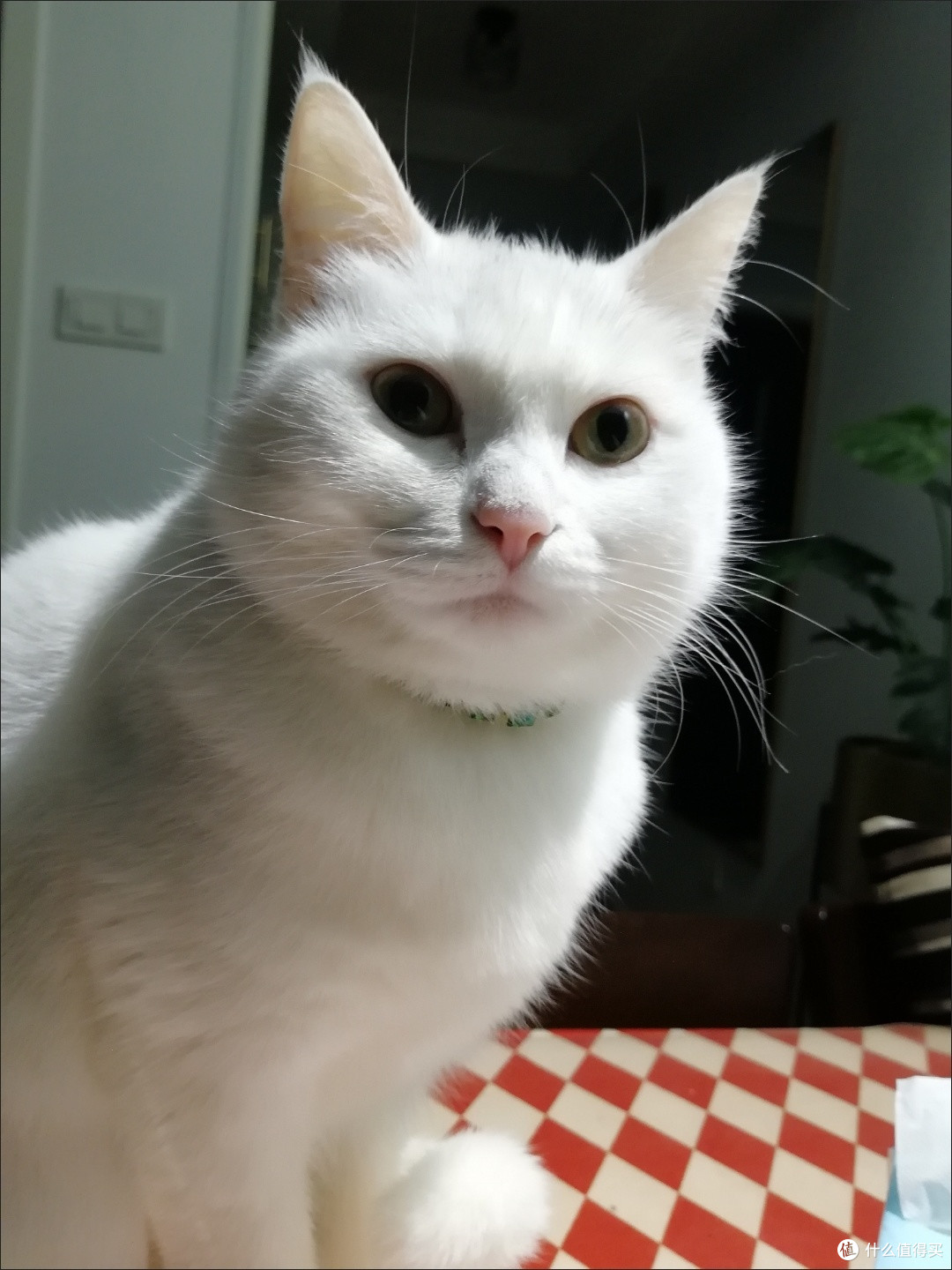 主打一个会享受！我家猫咪日子过得比我还精致