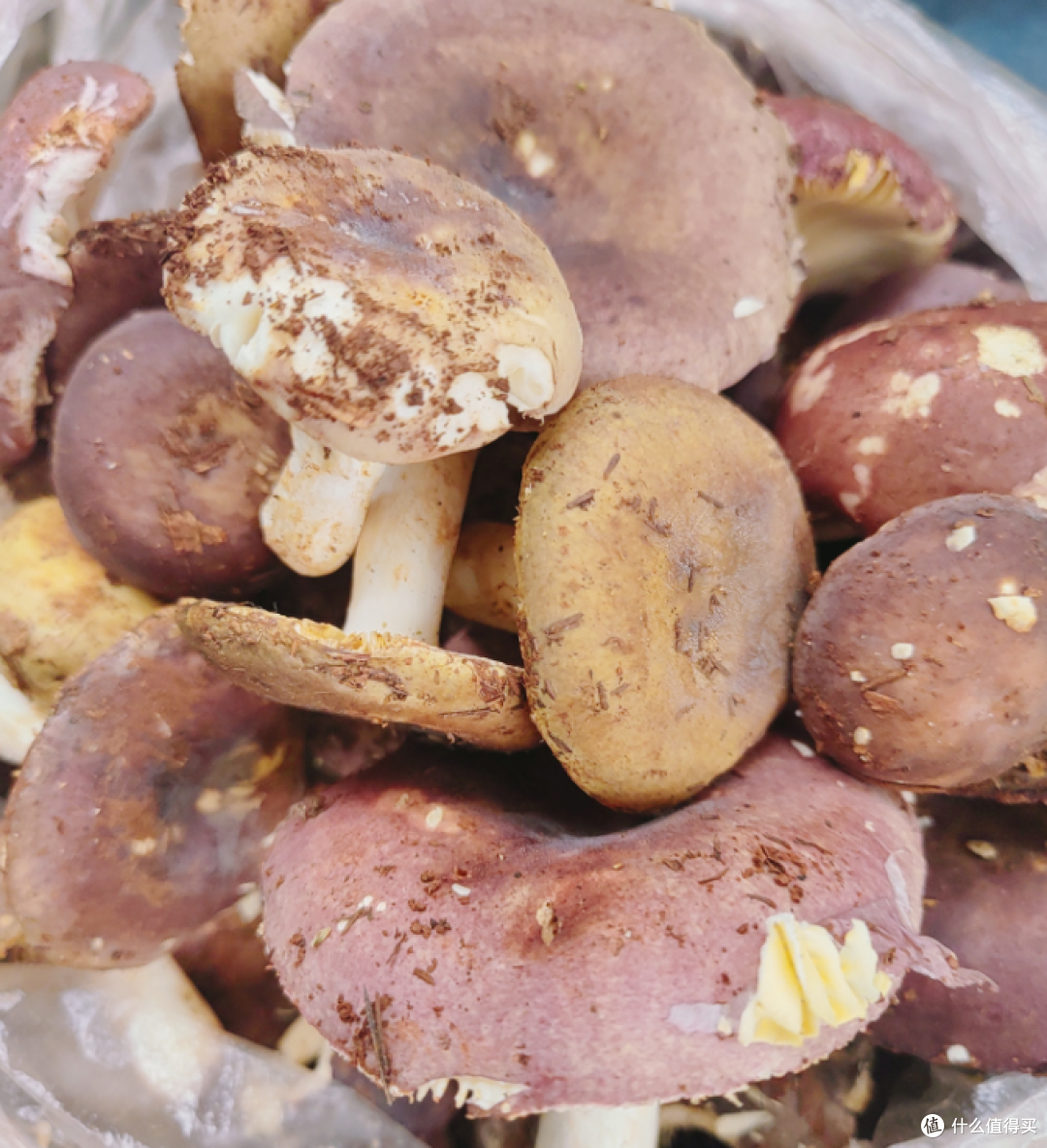 🍄 云南菌子指南：好吃的不多，但每口都值回票价