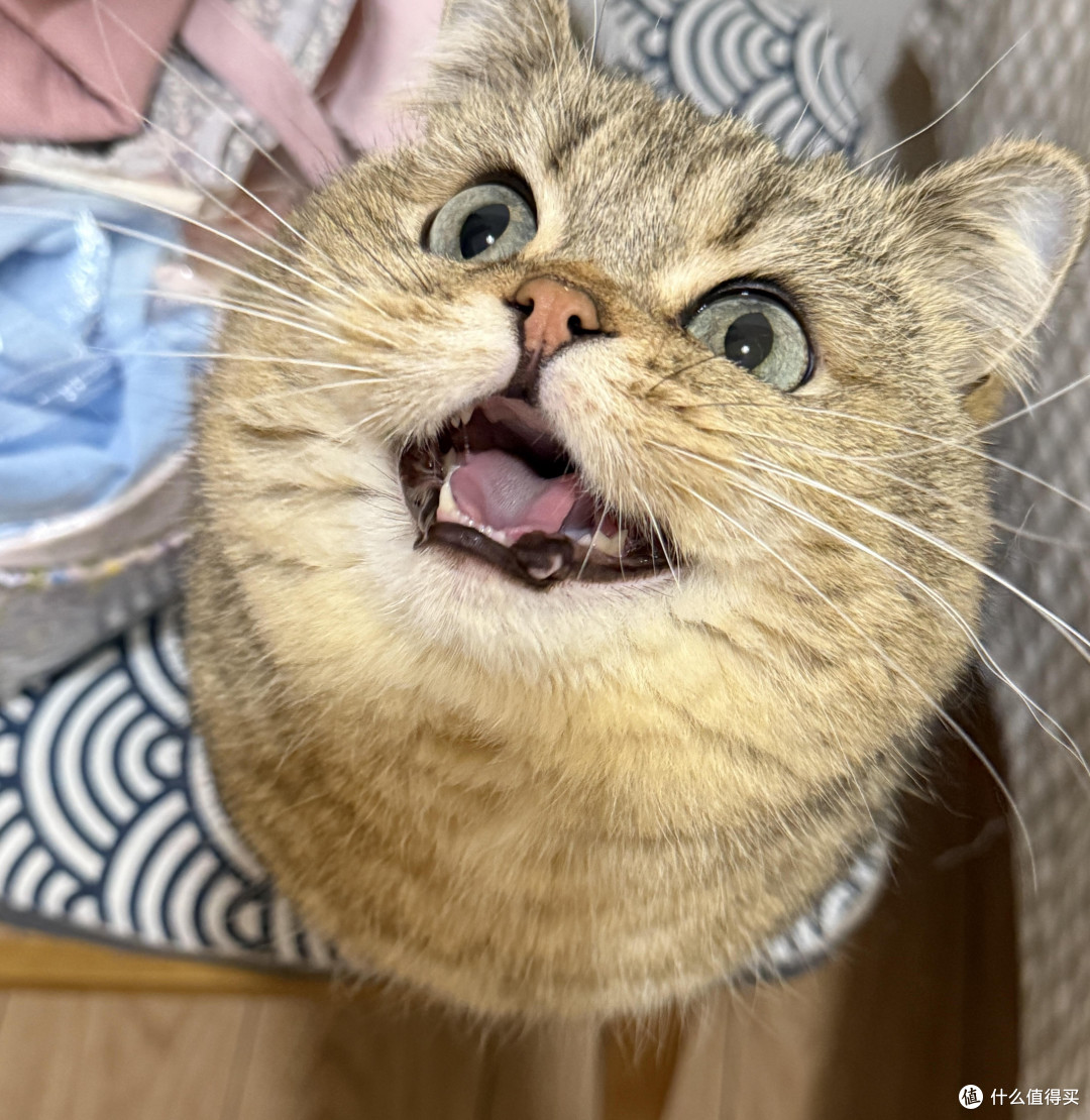 精细化养猫：专属餐具与固定作息