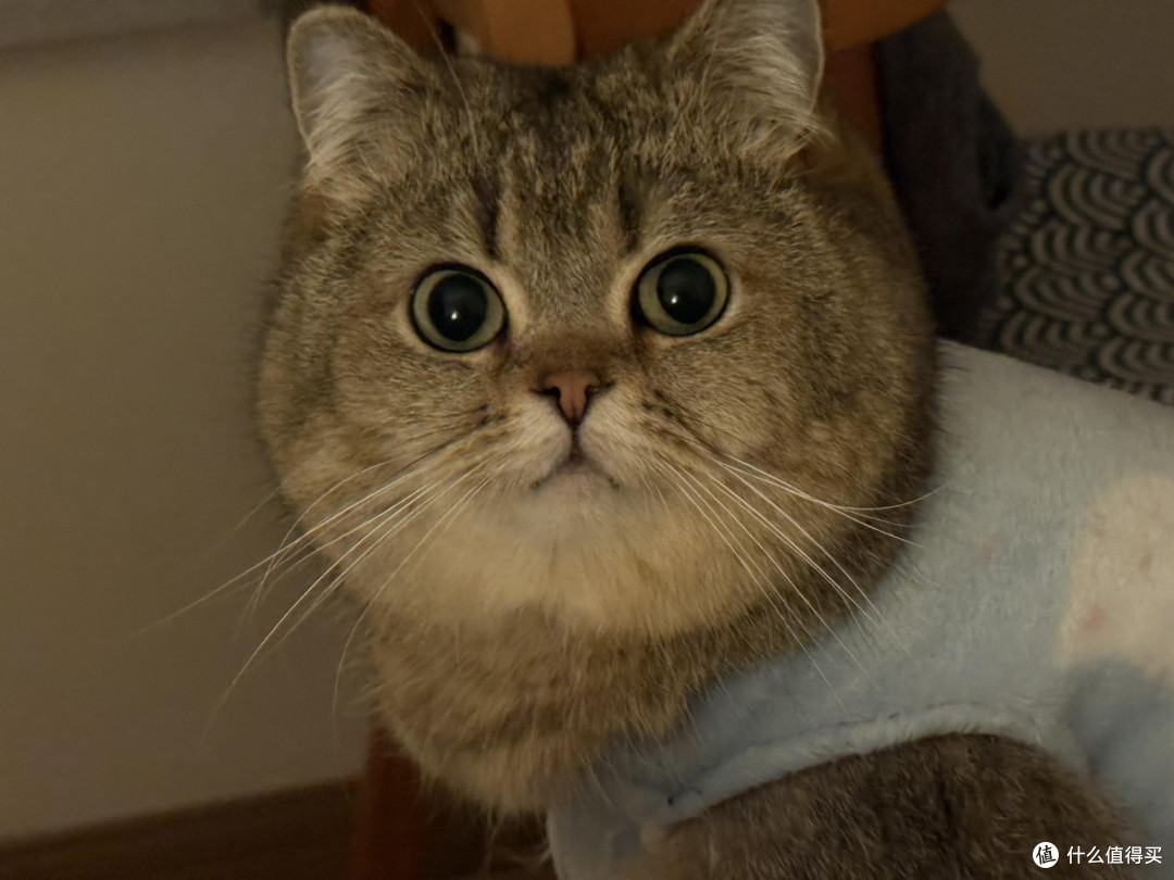精细化养猫:专属餐具与固定作息