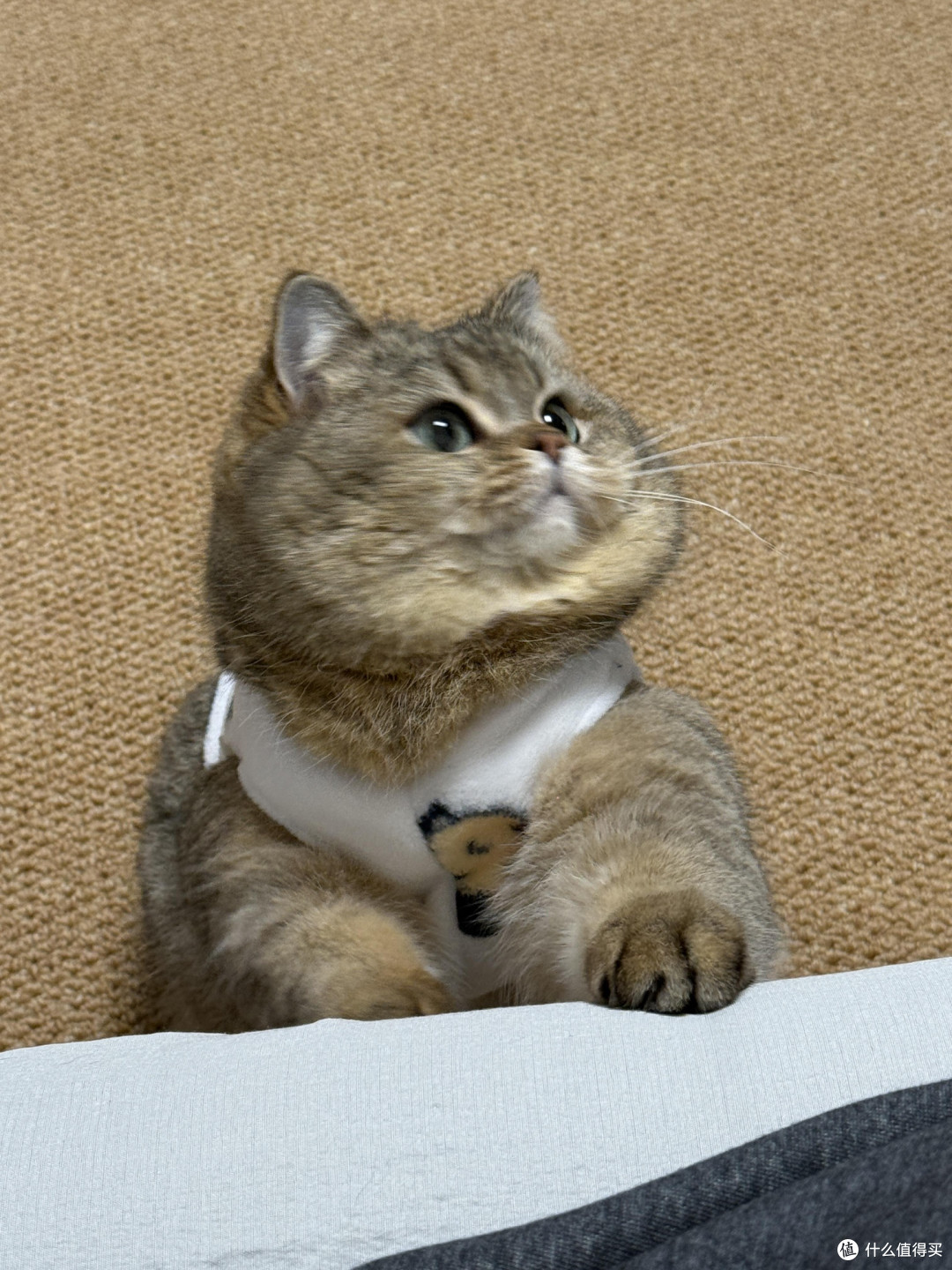 精细化养猫:专属餐具与固定作息