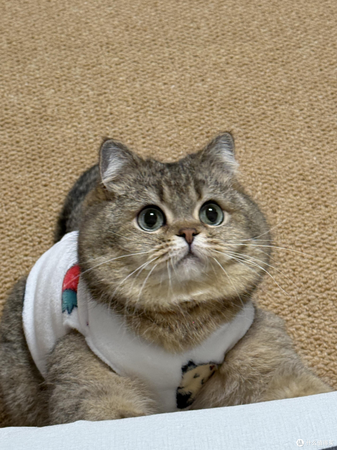 精细化养猫:专属餐具与固定作息