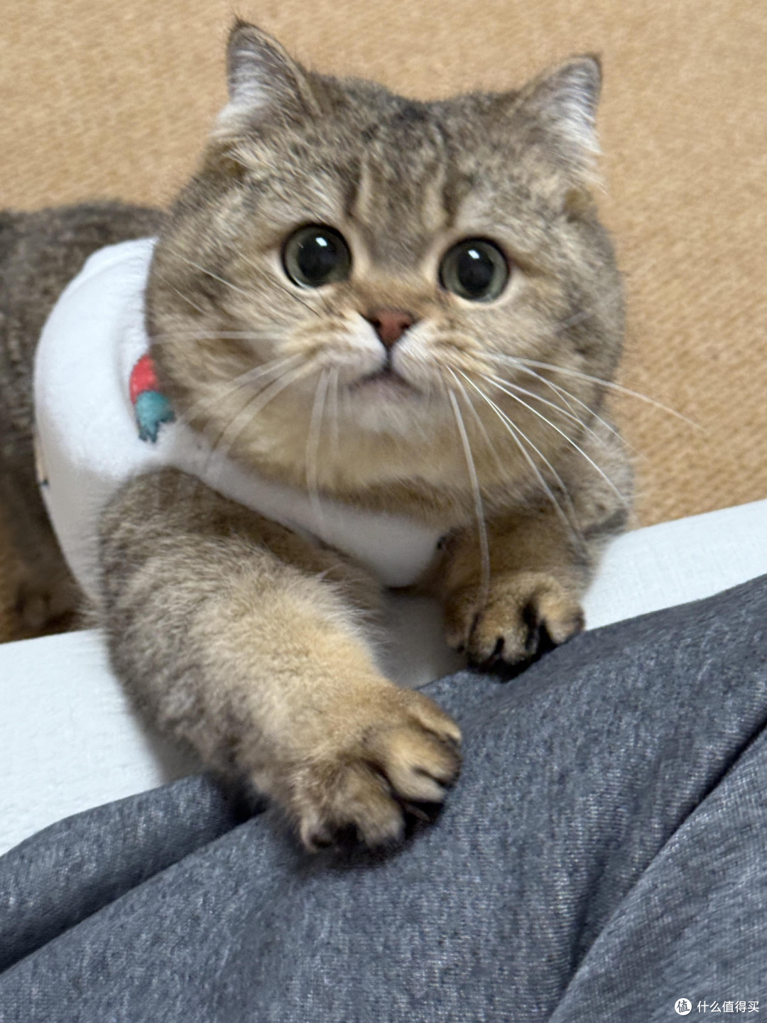 精细化养猫:专属餐具与固定作息