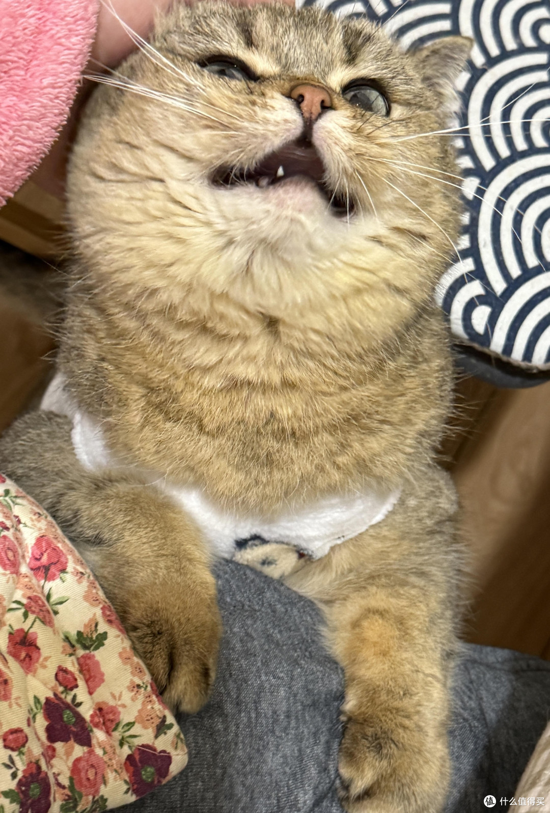 精细化养猫：专属餐具与玩具