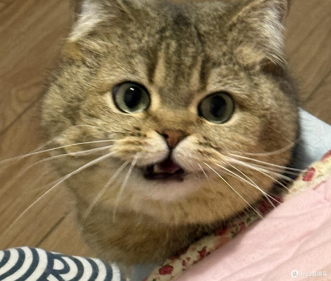 精细化养猫:专属餐具与玩具