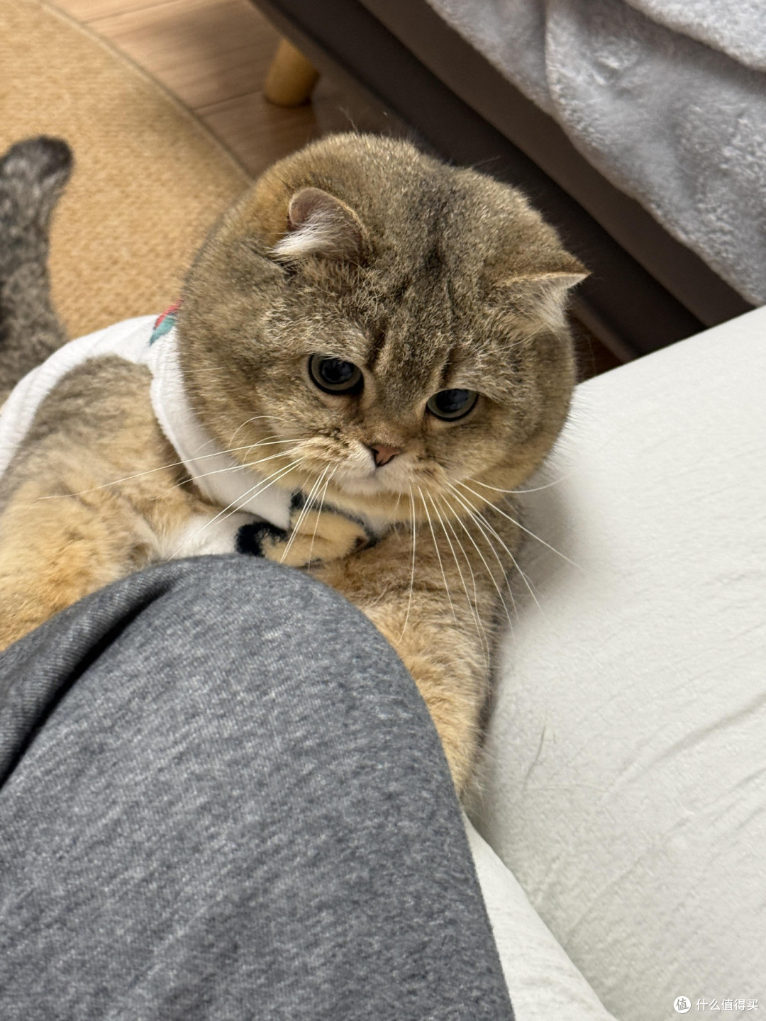精细化养猫:专属餐具与玩具
