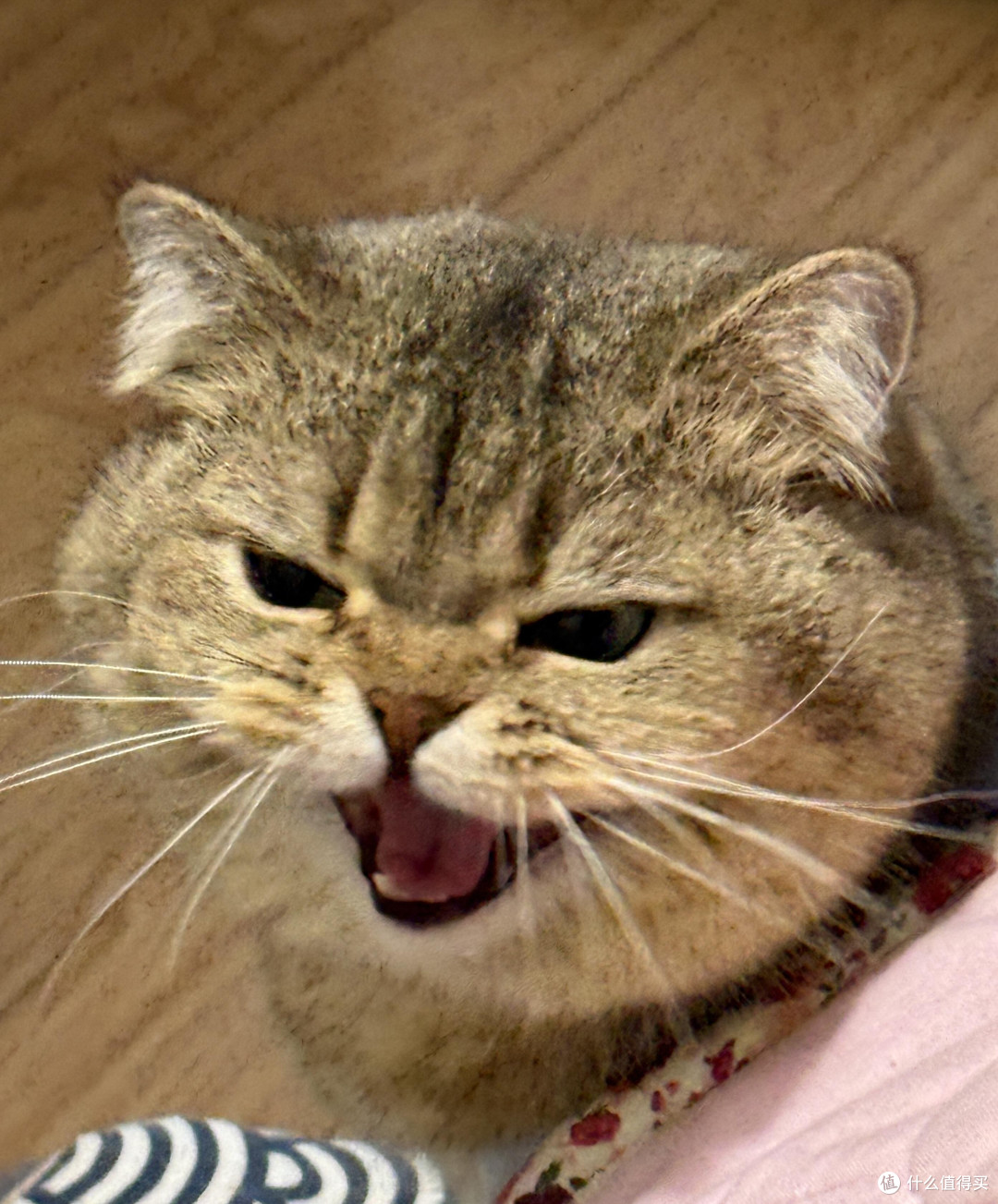 精细化养猫:专属餐具与玩具