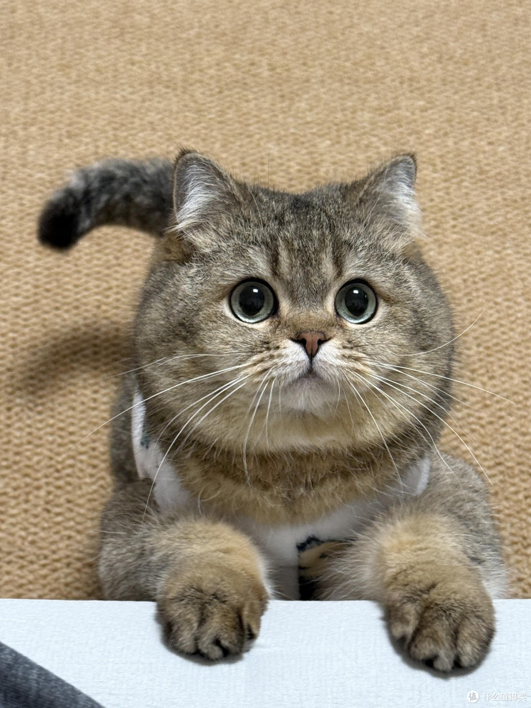 精细化养猫:专属餐具与玩具