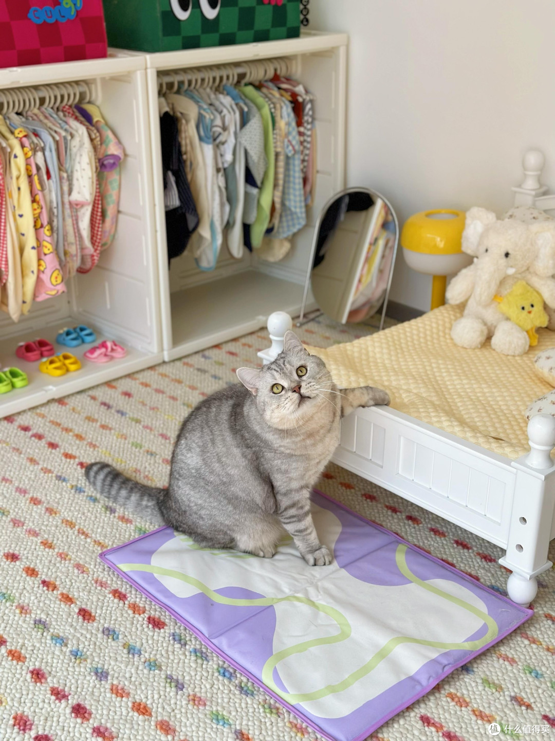 精细化养猫：专属餐具、玩具与作息