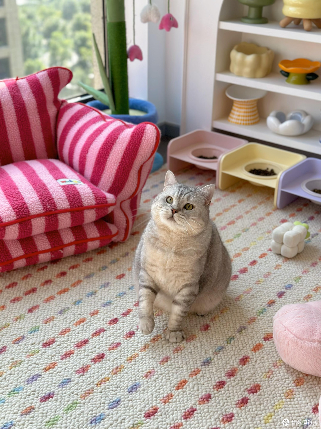 精细化养猫：专属餐具、玩具与作息