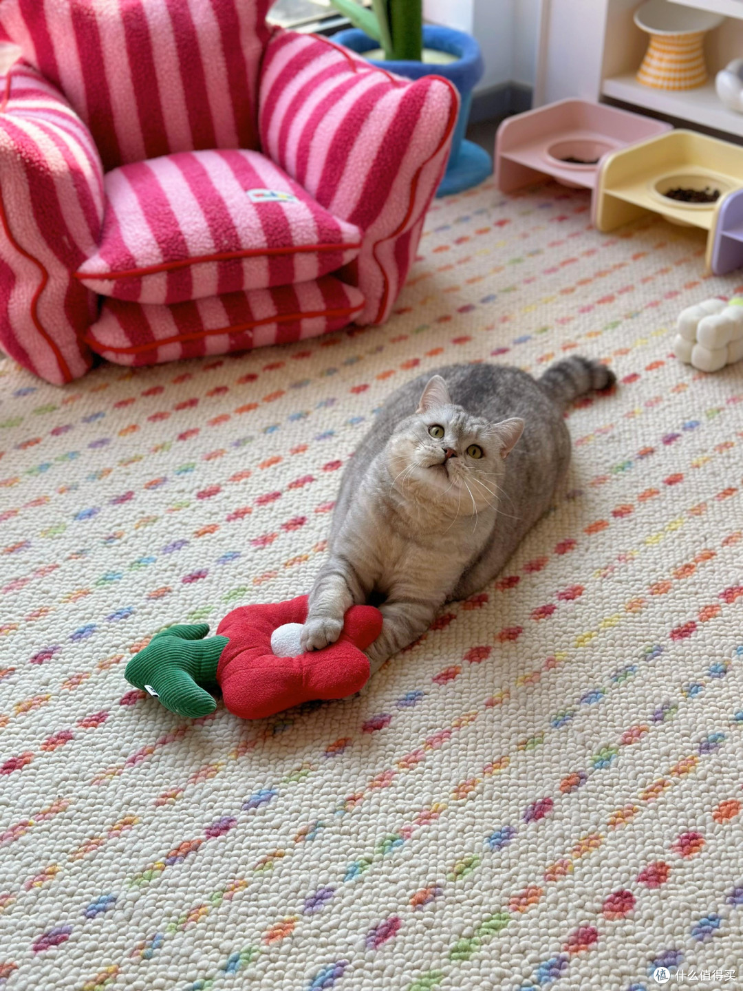 精细化养猫：专属餐具、玩具与作息