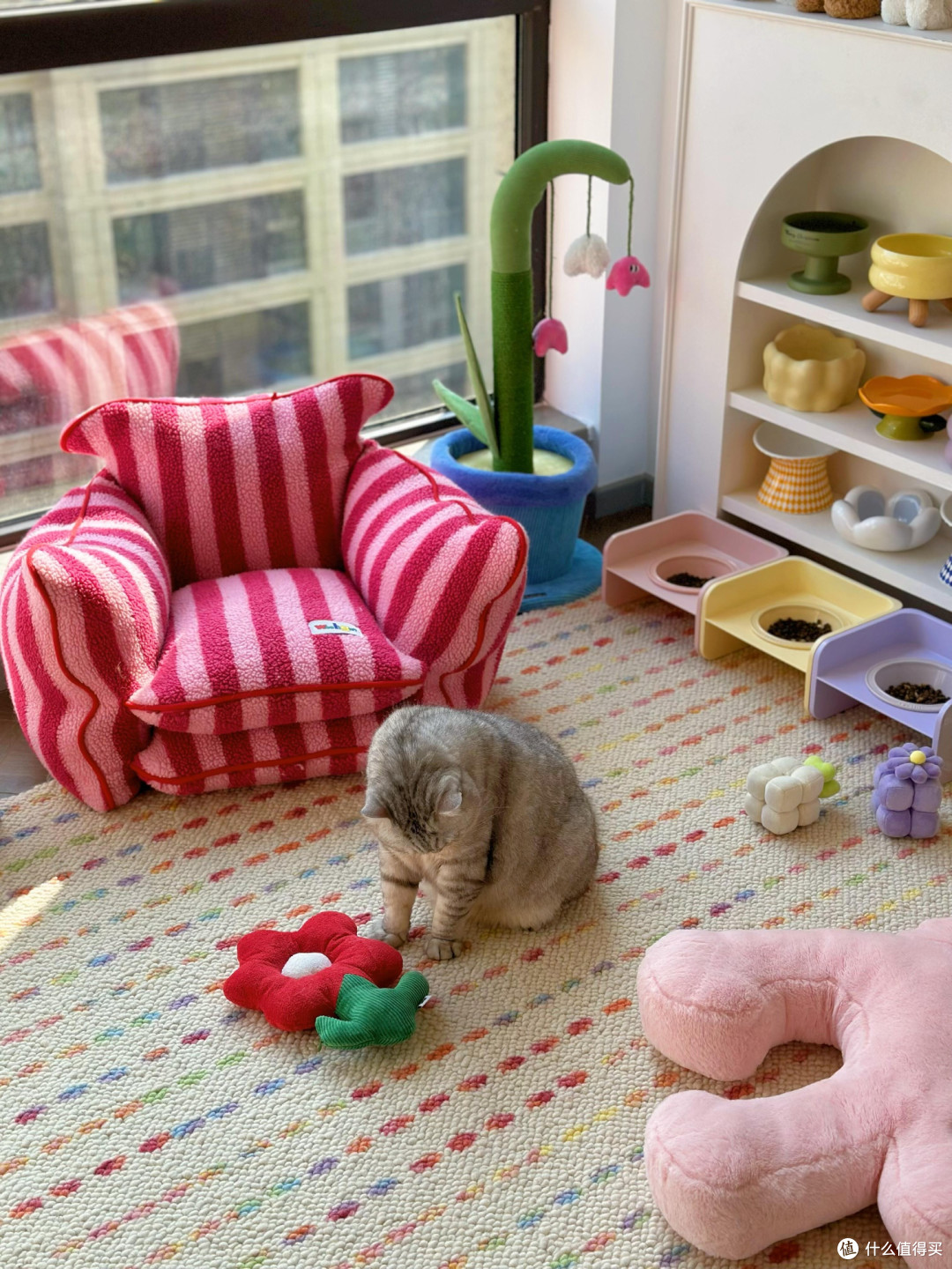精细化养猫：专属餐具、玩具与作息