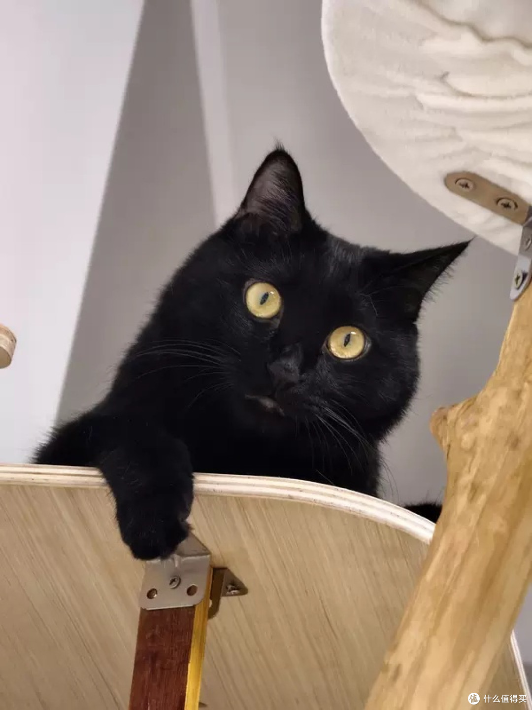 宠物喂食机助力猫咪精致生活