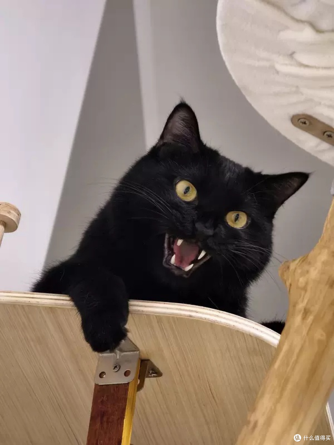 宠物喂食机助力猫咪精致生活