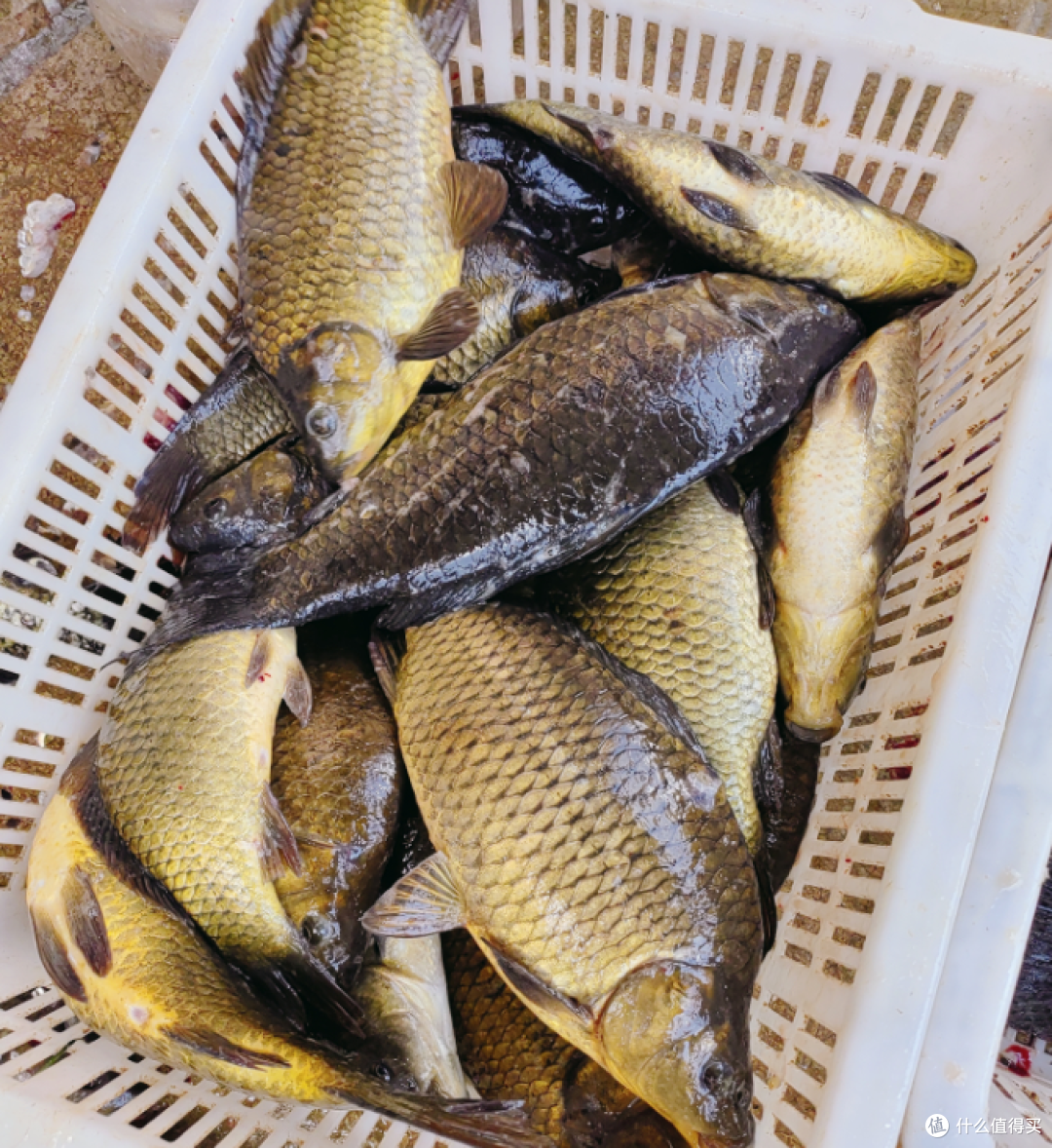 🎣 周末去水库甩了五竿，鱼没钓着，人晒成煤球了