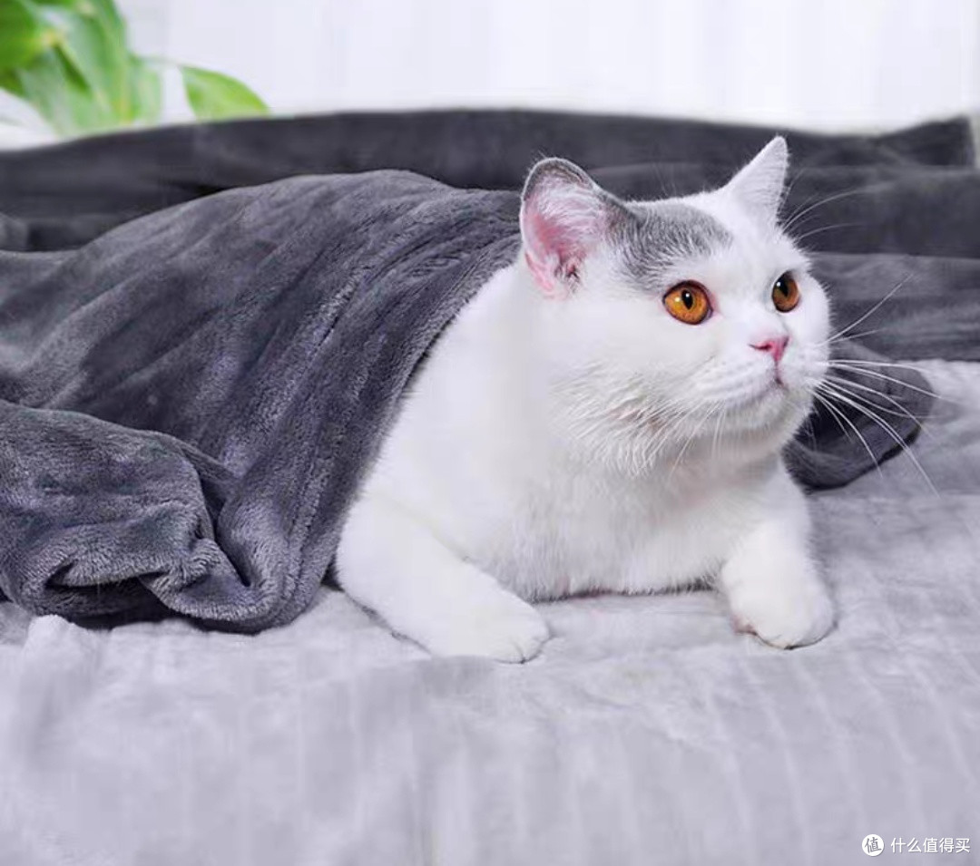 猫咪生活哲学：实用好物精选