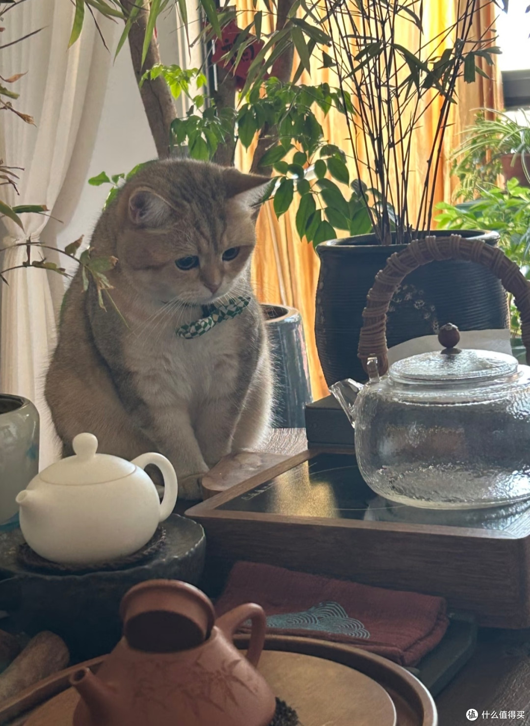 🐈被猫咪治愈的中式慢生活|原来岁月静好是这个样子