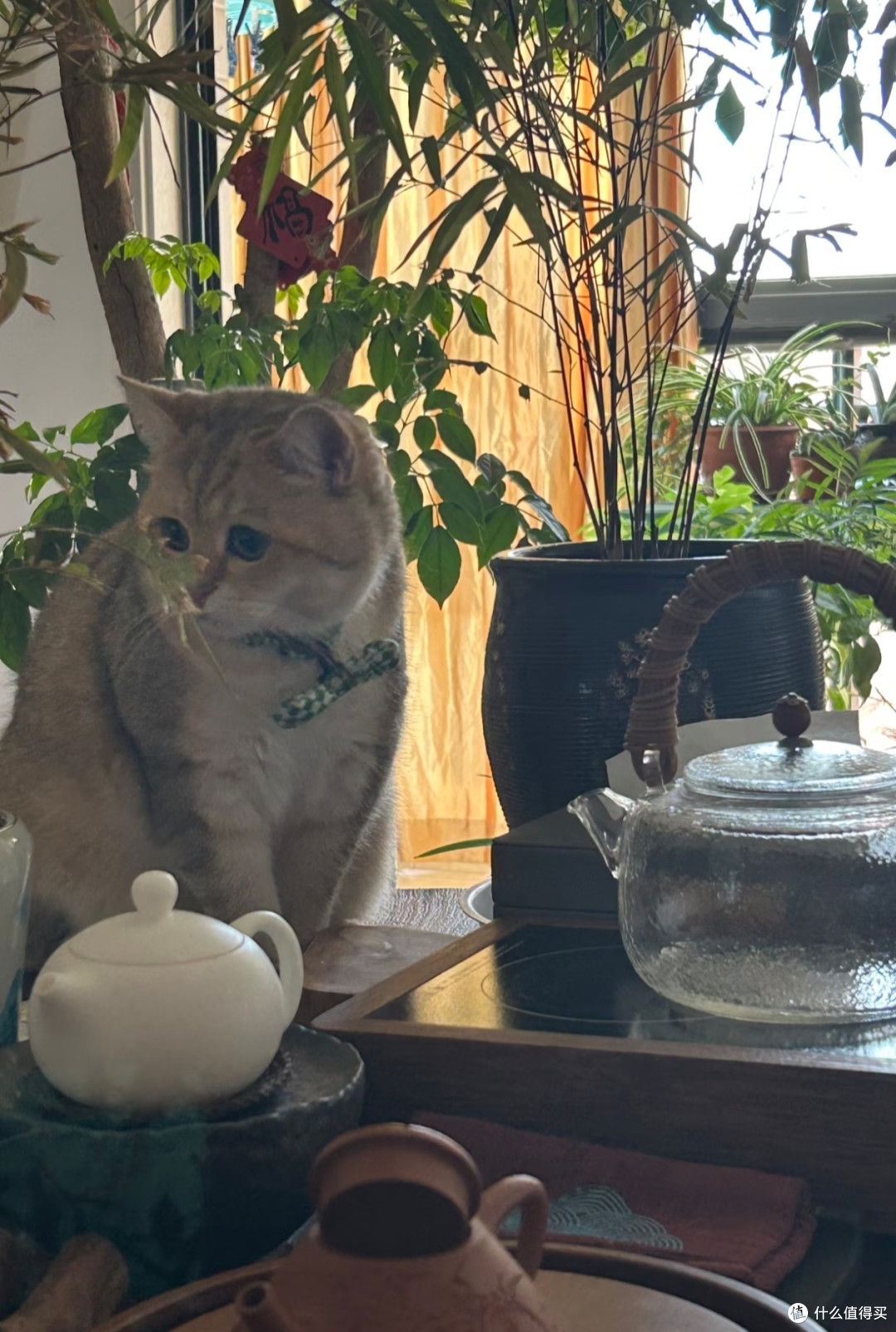 🐈被猫咪治愈的中式慢生活|原来岁月静好是这个样子