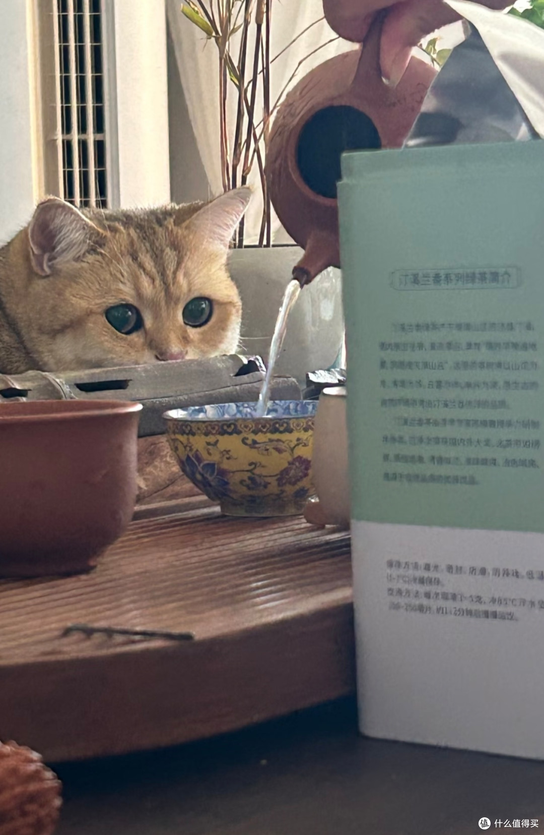🐈被猫咪治愈的中式慢生活|原来岁月静好是这个样子
