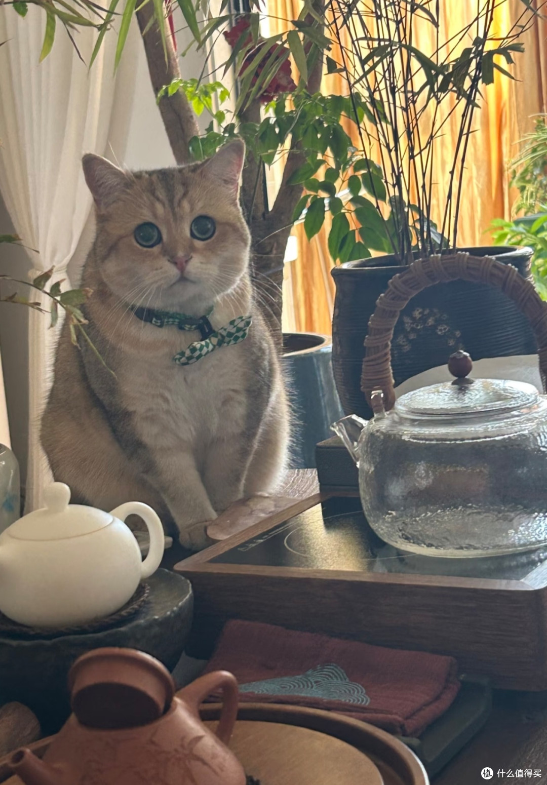 🐈被猫咪治愈的中式慢生活|原来岁月静好是这个样子