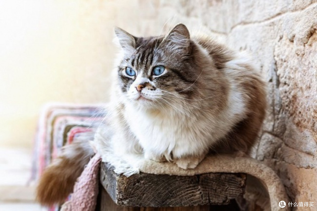 2026猫咪便便总是不成型？8款适合肠胃敏感猫长期喂养的猫粮推荐