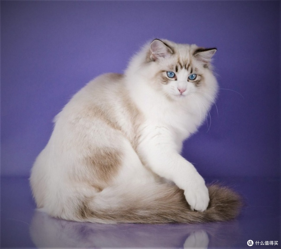 2026猫咪便便总是不成型？8款适合肠胃敏感猫长期喂养的猫粮推荐