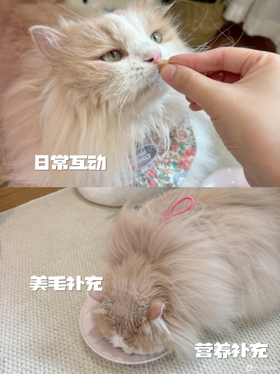 2岁布偶猫泪痕越来越重,主食冻干要不要换?
