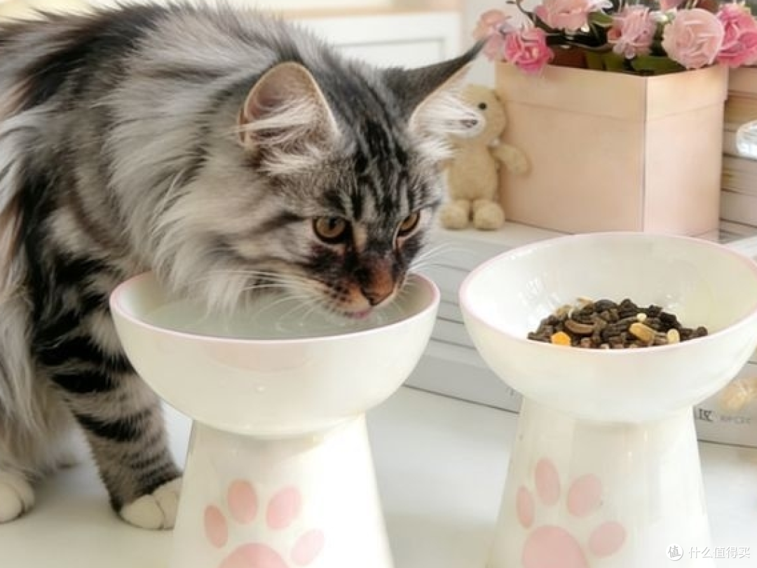 我家猫的专属餐具,治好了它三年的黑下巴
